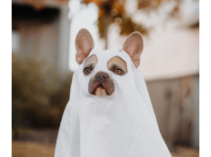 blog title
